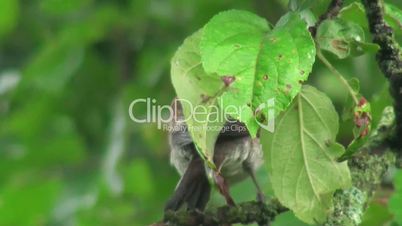 a little bird hiding behind a leaf
