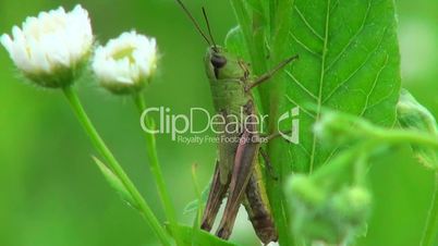 Grasshopper sitting in the grass near flowers