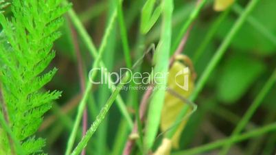 Mantis predator cleaning on a leaf