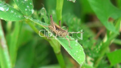 Grasshopper sitting in the green leaf