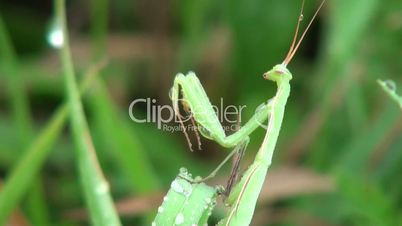 mantis close-up