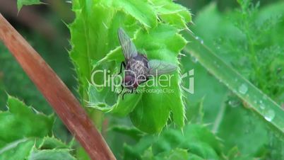 fly on a bright green background