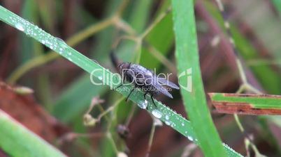 fly sitting on a blade of grass