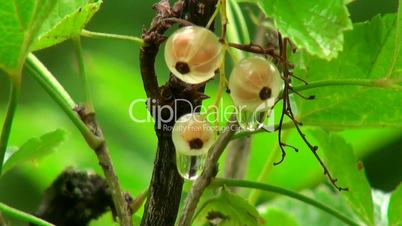 White currant berries