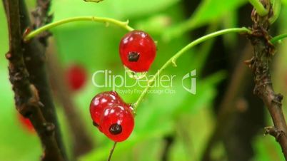 Red currant berrie