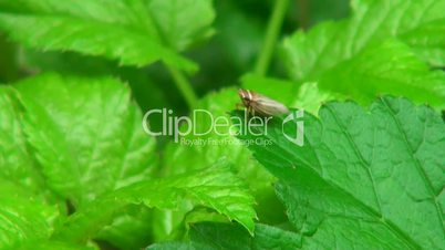 insect sitting on a leaf
