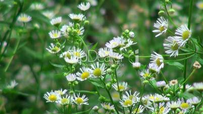 daisies growing on the field