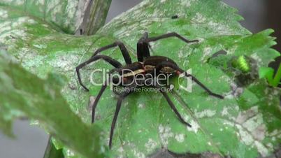 hairy black spider sitting on a leaf