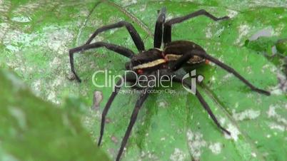 beautiful black spider sits on green leaf