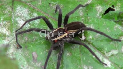 black and brown spider with red dots