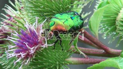 beautiful green beetle