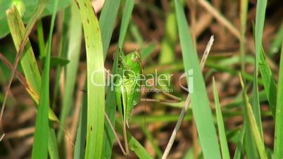 bright green grasshopper