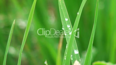 drops of dew on a blade of grass