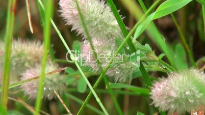 fluffy flowers