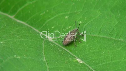 close-up of the beetle sitting on a leaf