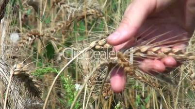 Close-up of woman's hand running through wheat field, dolly shot.