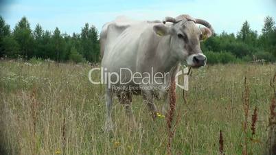cow stands on the field