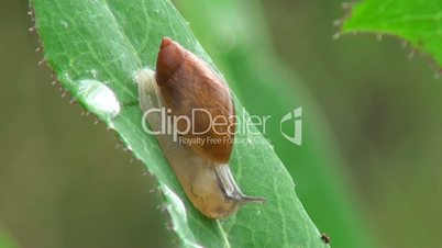 snail on a leaf with dew drops