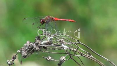 Red dragonfly in nature