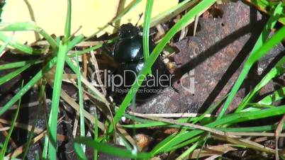 black beetle delves into the branches and grass