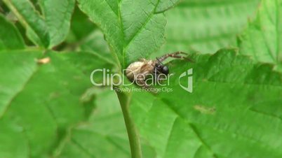 spider with great body sits on a leaf