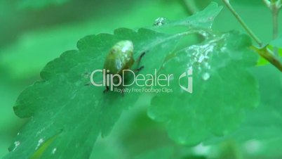 green beetle on a green leaf