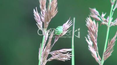 green beetle sits on the spike