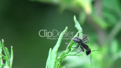 closeup black ant