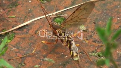macro footage of a wasp cleaning itself on wood