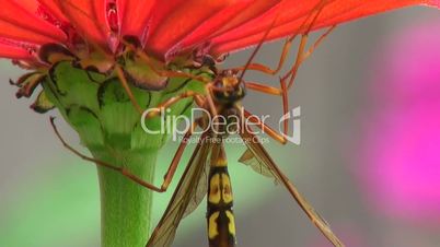 close-up of wild wasp on a bright red flower