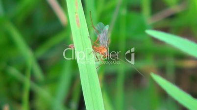 red fly sits on a blade of grass