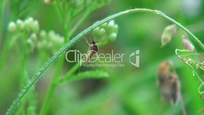 close-up of mosquito sits on a blade of grass in the forest