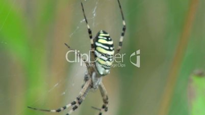 focus change wasp spider argiope bruennichi beautiful sit on spyderweb. striped yellow black color insect