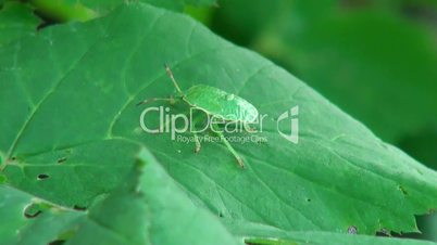 green beetle on a green background