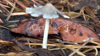 beautiful mushroom on a thin stalk