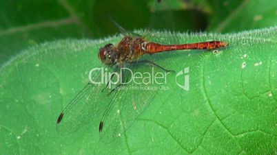 Red Dragonfly on a green background