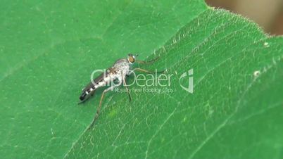 insect on a leaf in the forest