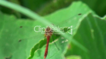 close-up of a red dragonfly