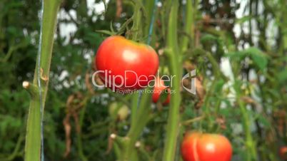 Red fresh tomatoes growing on the plant