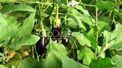 Eggplants grow in the garden