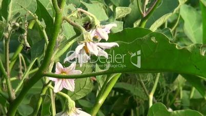 Growing plant of purple eggplant with flowers and vegetable on defocused background close up HD 1080p in autumn garden