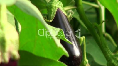 close-up of eggplant growing in the garden