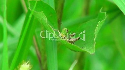 grasshopper on a bright green leaf