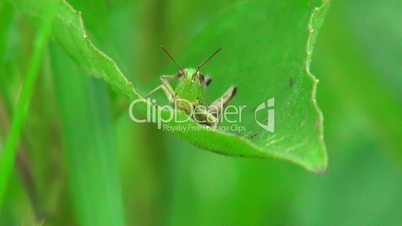 grasshopper on a bright green leaf