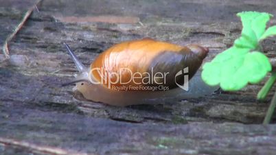 Snail with a brown shell