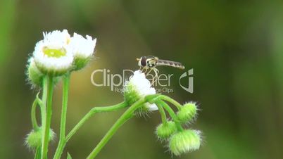 insect sitting on a flower