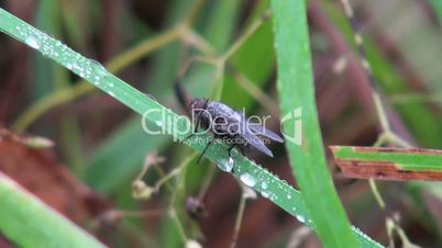 fly sitting on a blade of grass