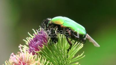 large green beetle sits on a purple flower