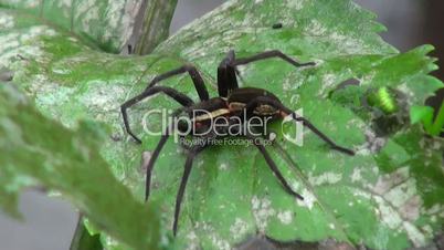 beautiful black spider sits on green leaf