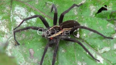 spider is sitting on a leaf in the green